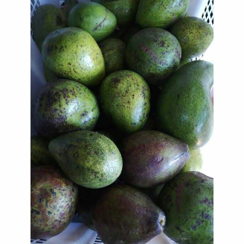

Alpukat Mentega 1kg