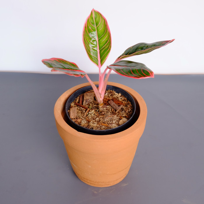 AGLAONEMA KHANZA S (tanaman)