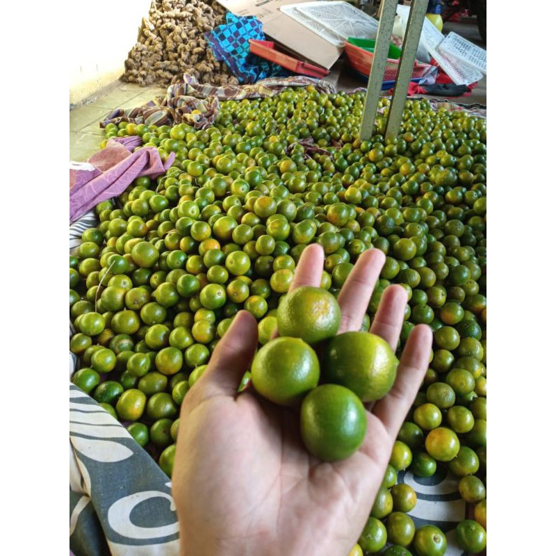 

Jeruk sonkit kasturi songkit kunci peras 1kg