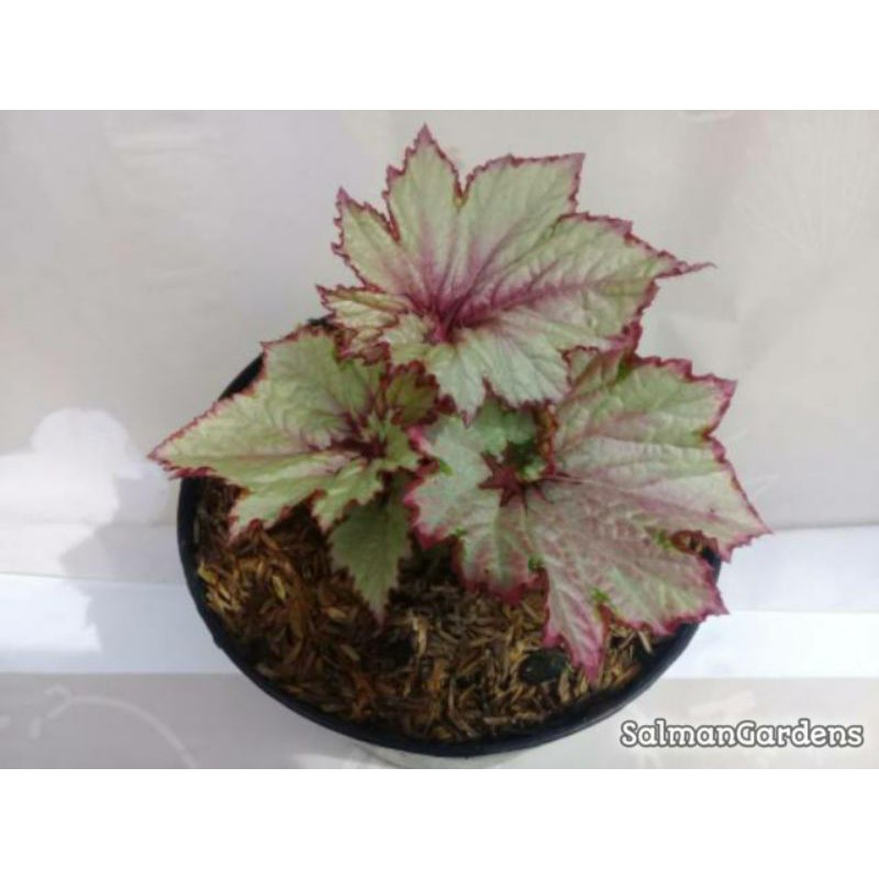 Tanaman hias begonia - Tanaman Begonia - Begonia