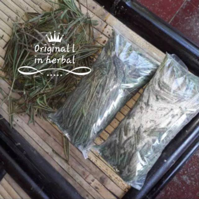 

Daun purti malu seegar 500 gram