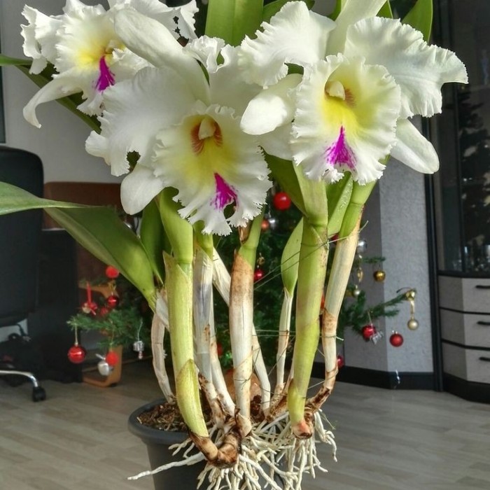 sedling anggrek dendrobium pink galaxy