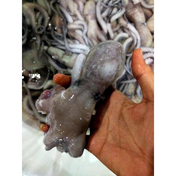 

baby gurita fresh 1kg
