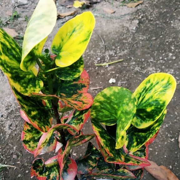 puring apel kilisuci tanaman puring koleksi keluaran terbaru