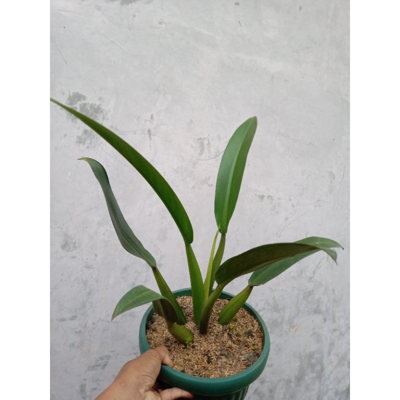 PHILODENDRON LINET