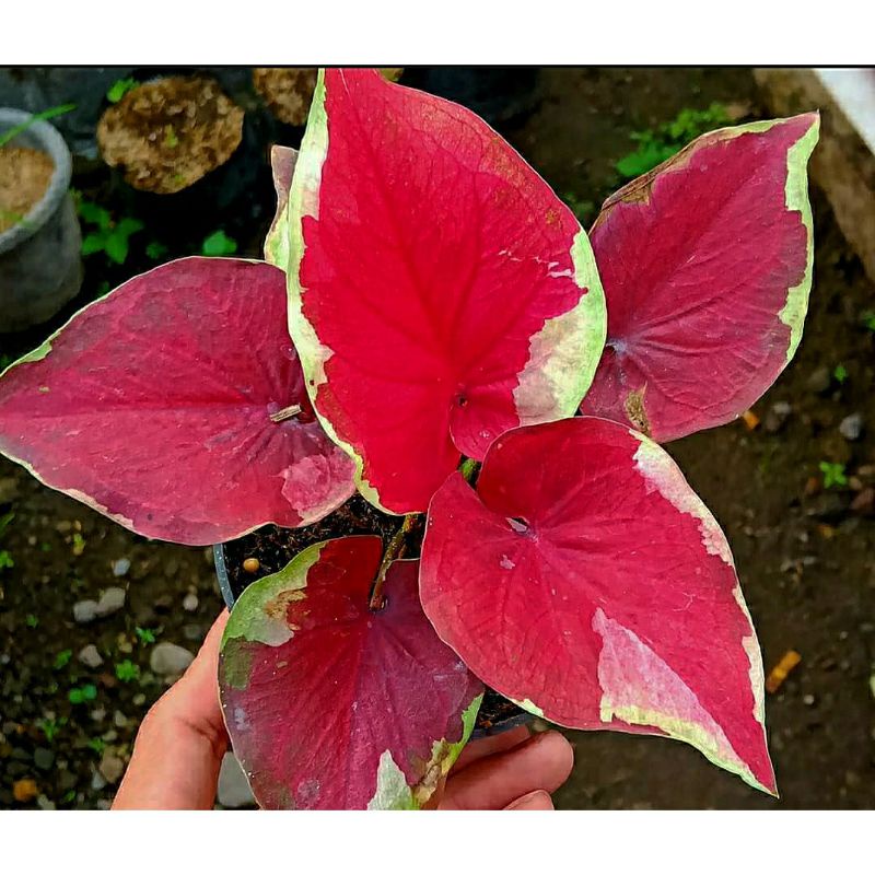 KELADI DWI WARNA ANAKAN CALADIUM