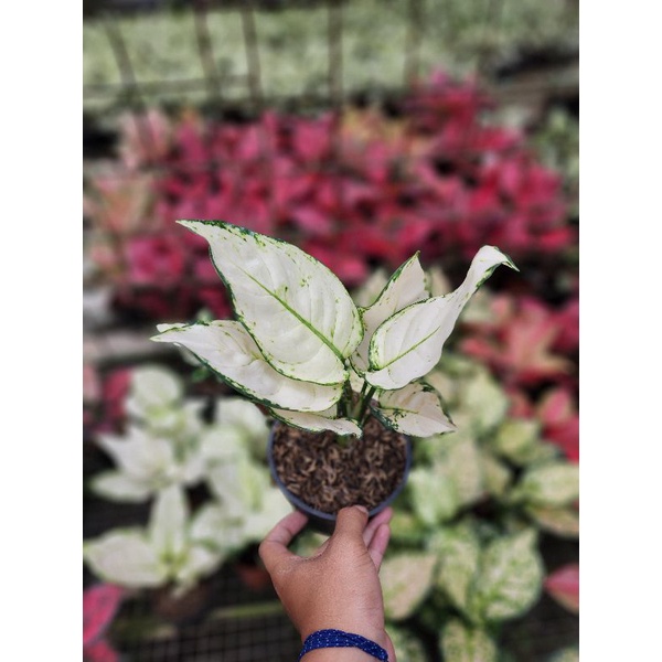 AGLONEMA SUPER WHITE TISU JUMBO