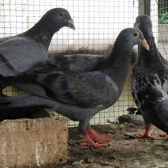 

Burung dara pos pasangan
