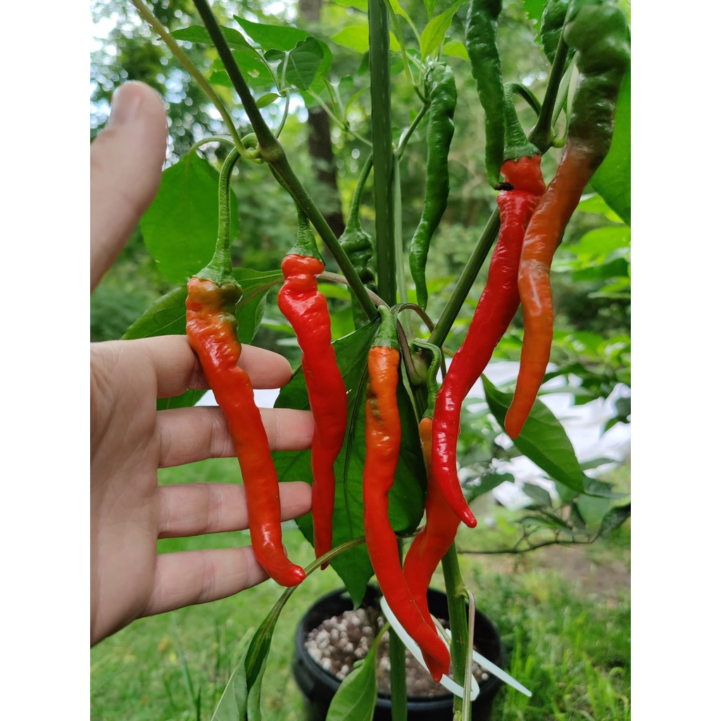 Benih Bibit Biji - Cabai Hangjiao Super Nova Cabe Merah Keriting Jumbo Panjang Pedas Pepper Seeds