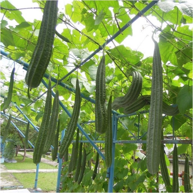 Bisa bayar di tempat - GAMBAS / OYONG 2 biji bibit seed seeds Benih Oyong Hibrida F1 Grandia Sayuran Rambat Gambas Unggul - Bibit Tanaman Sayur Seribuan