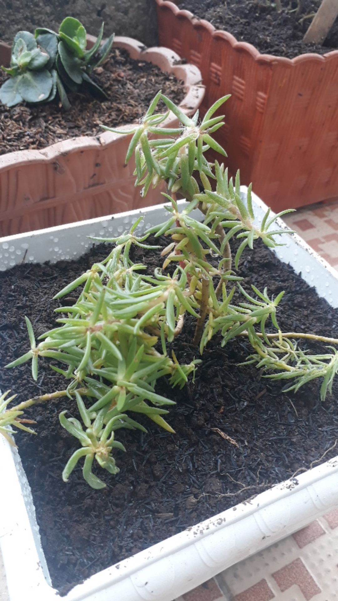 Portulaca Mini Batik Ungu Tumpuk/portulaca Grandiflora Double Petal