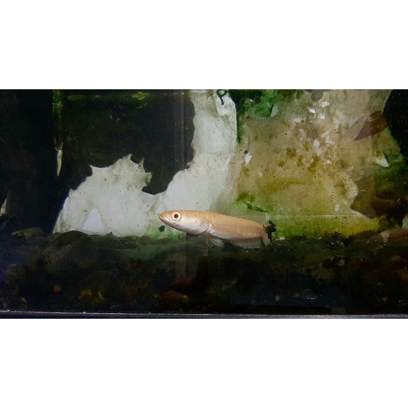 channa striata albino thailand