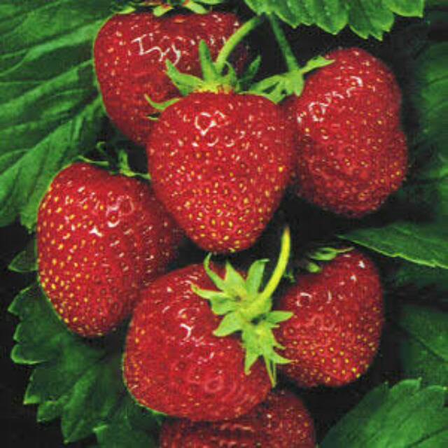 BIBIT BUAH STRAWBERRY jumbo bibit strawberry merah jumbo