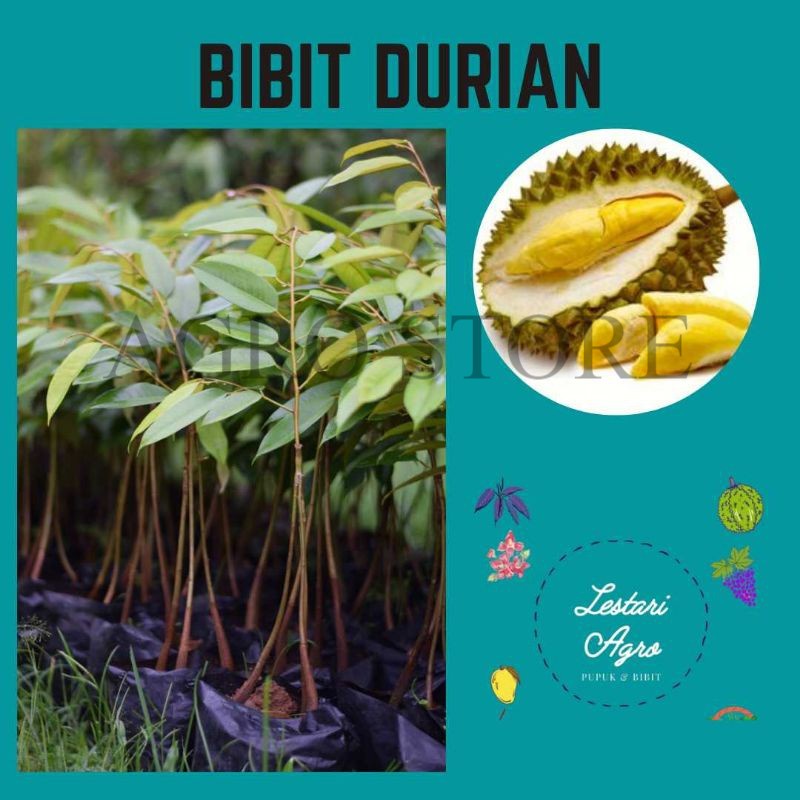 Bibit Durian Duri Hitam, Bibit Durian Unggul