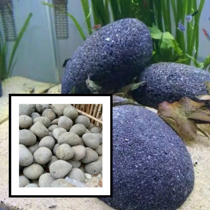 BATU KALI / BATU HIAS AQUARIUM