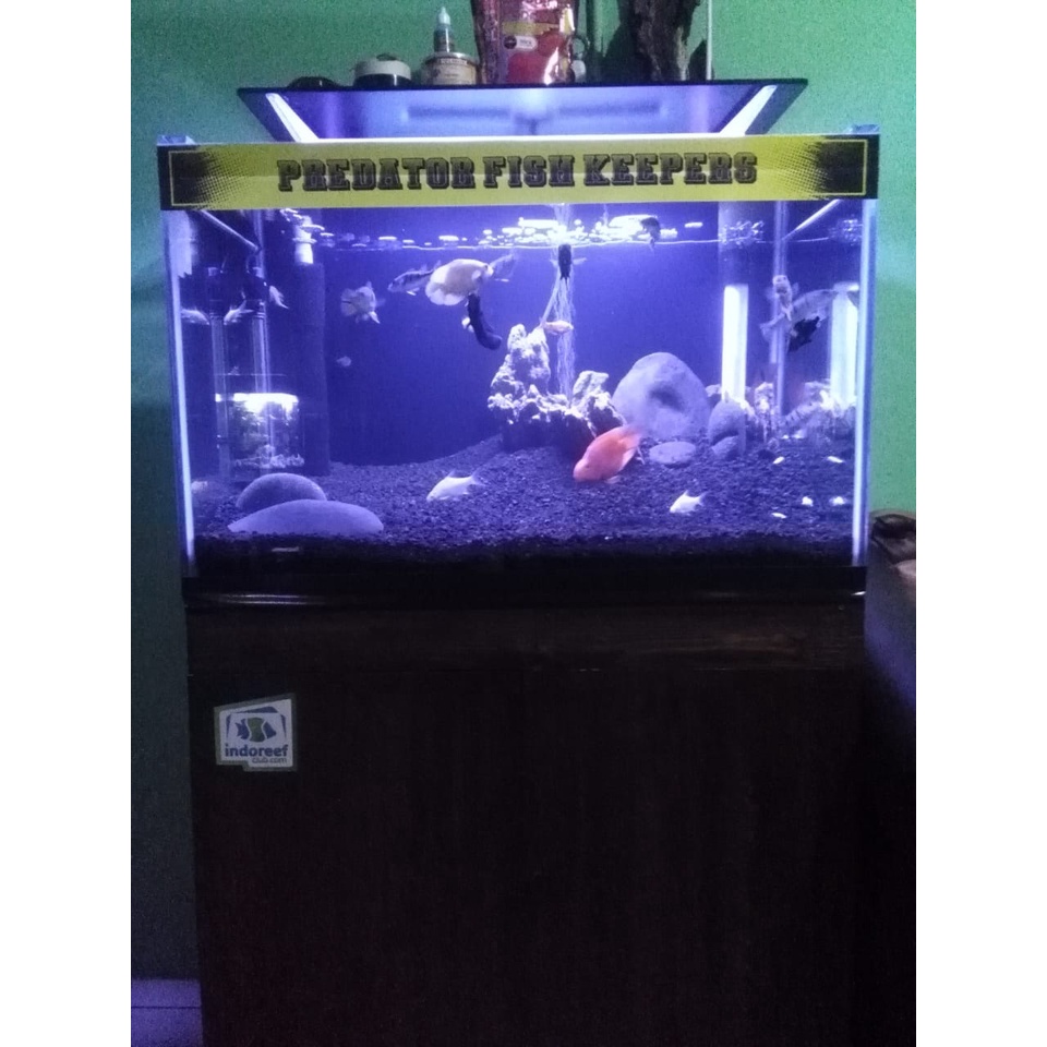 70+ Desain Aquarium Untuk Ikan Mas Koki Terbaru