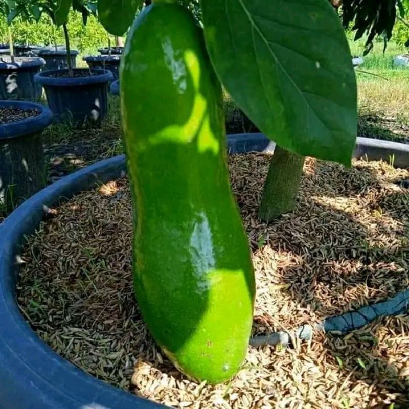 Bibit Alpukat Kelud JUMBO (SIAP TANAM)