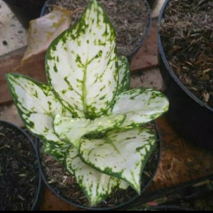 tanaman hias aglonema dut white - aglonema dut white