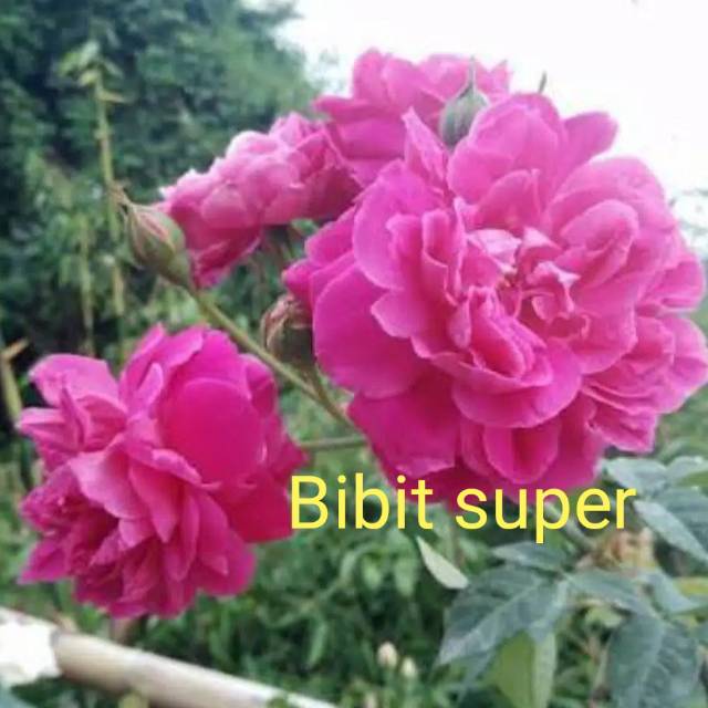 Bibit bunga mawar kampung pink