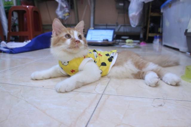 Baju rumahan simple untuk kucing dan anjing motif mickey mouse / baju kucing murah size S M L XL