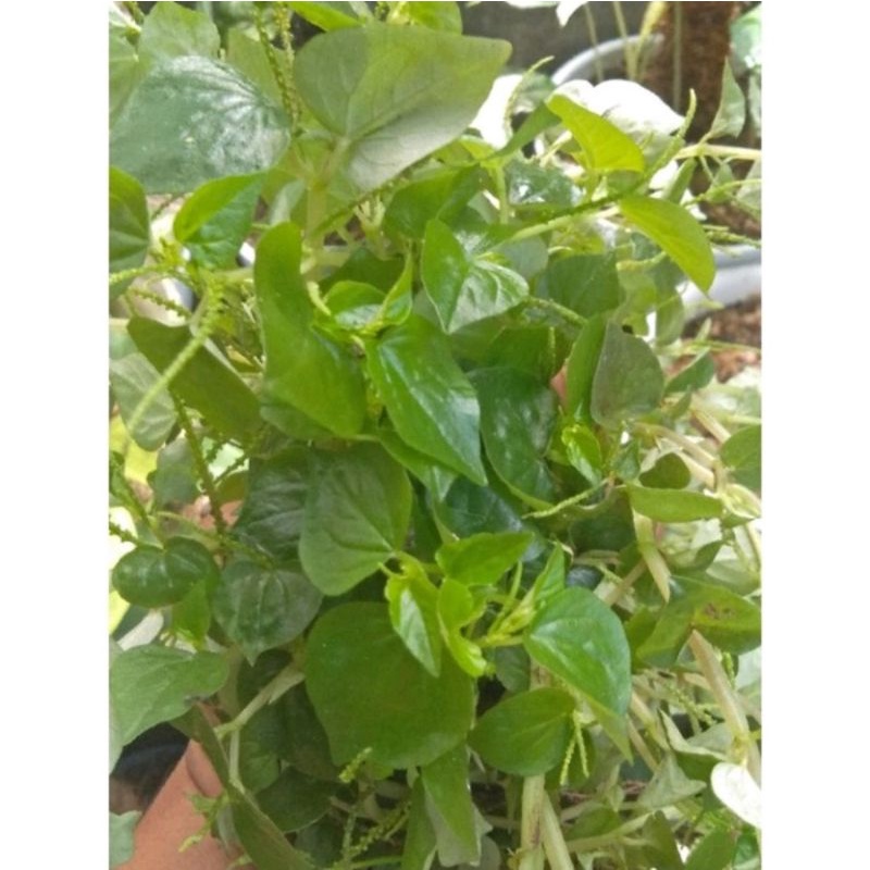

1 KG DAUN SIRIH CINA HUTAN SEGAR / KETUMPANG AIR HUTAN
