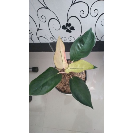 Kochin sunrise aglonema