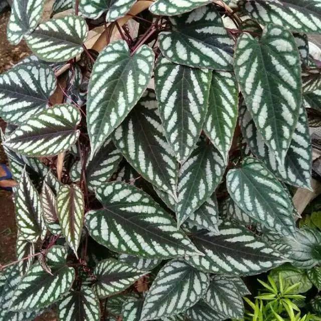 BIBIT SIRIH KERATON / TANAMAN SIRIH KERATON