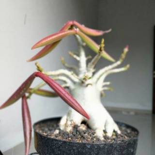 Seed biji Adenium Arabicum RCN Thaisoco Shopee 