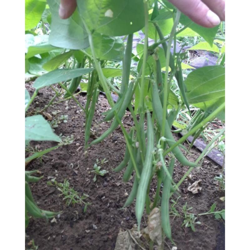 Benih Buncis Putih Hibrida - Benih Sayuran