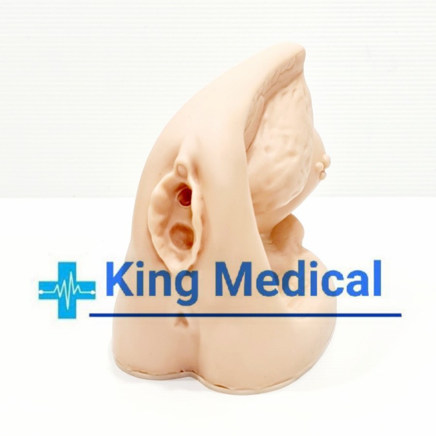 Manekin Phantom Alat Peraga Reproduksi Wanita/Cateter GL 9408-02