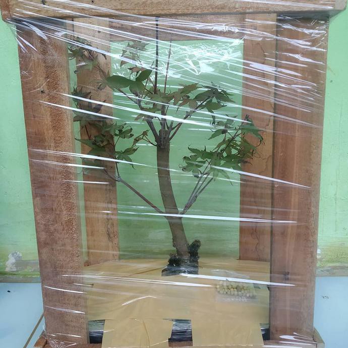 Japanese Red Maple Atau Bonsai Japanese Red Maple