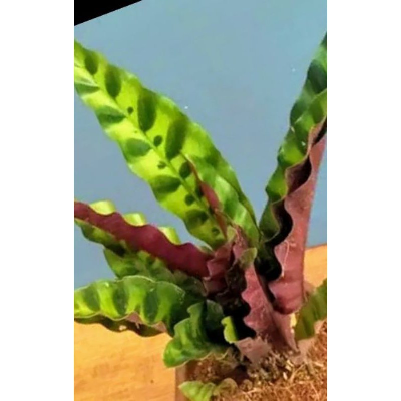 tanaman hias chalatea ekor ayam