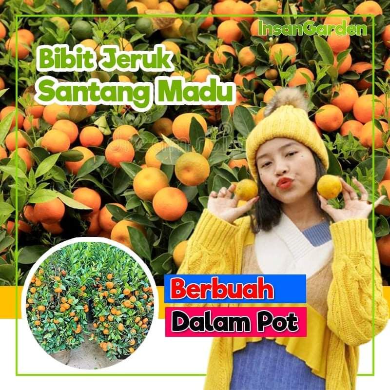 Paket 10 Bibit Jeruk Santang madu Original Berat 1kg