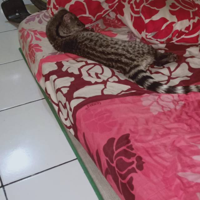 sonnyoktovianoktovian