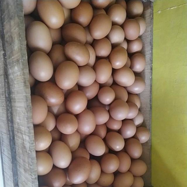 

Telur coklat