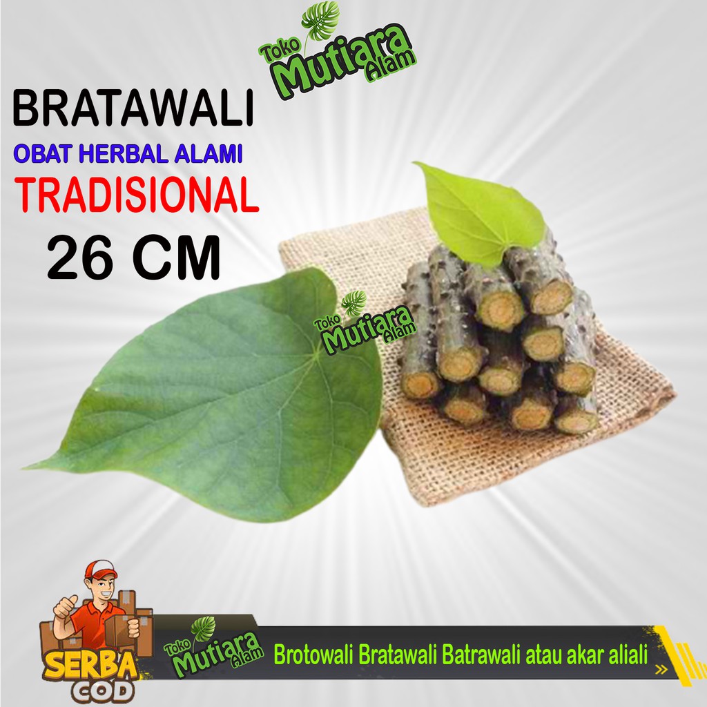 

Brotowali Bratawali Batrawali atau akar aliali (Tinospora Crispa L.) MUTIARA ALAM