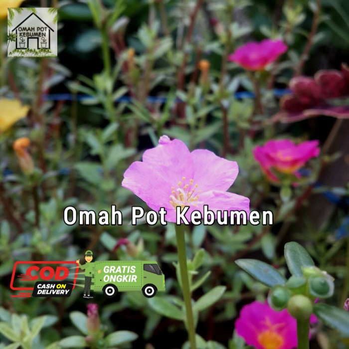 tanaman krokot mossrose kembang magenta