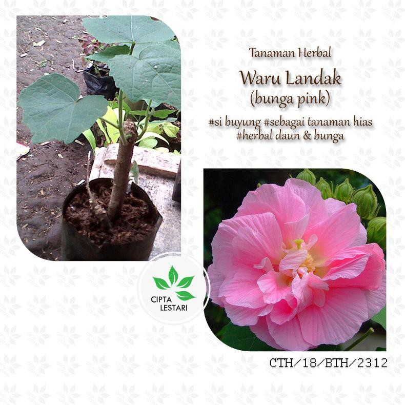 Jual Bibit Tanaman Pohon Waru Landak Bunga Pink Daun Si Buyung Herbal Hibiscus Mutabilis T Me