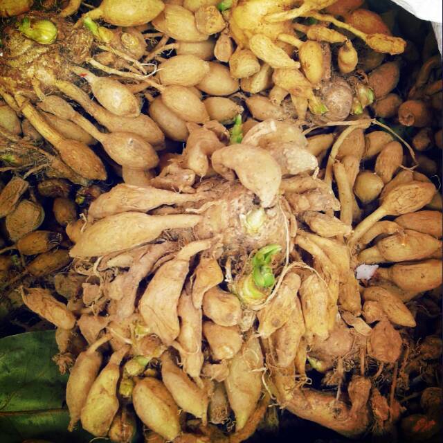 KUNYIT PUTIH GOMBYOK 500gr/ KUNCI PEPET / KUNYIT GOMBYOK