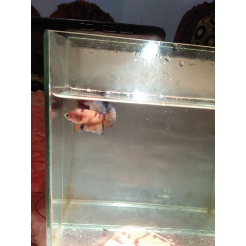 cupang female nemo/koi/galaxy