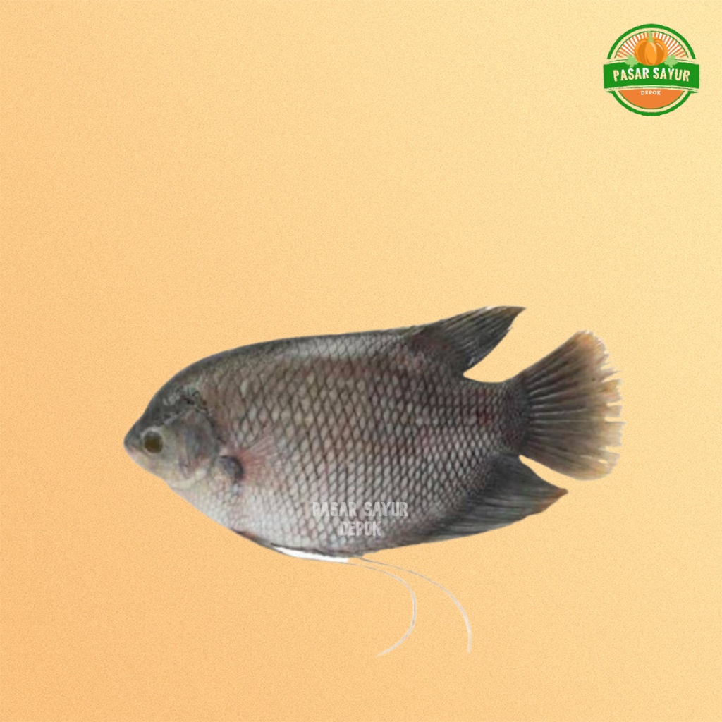 

Ikan gurame segar 500 gram murah segar dan lengkap