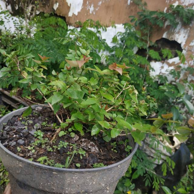 Bahan Bonsai Dewandaru Micro