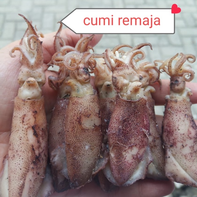 

Cumi Asin Remaja 500 gram