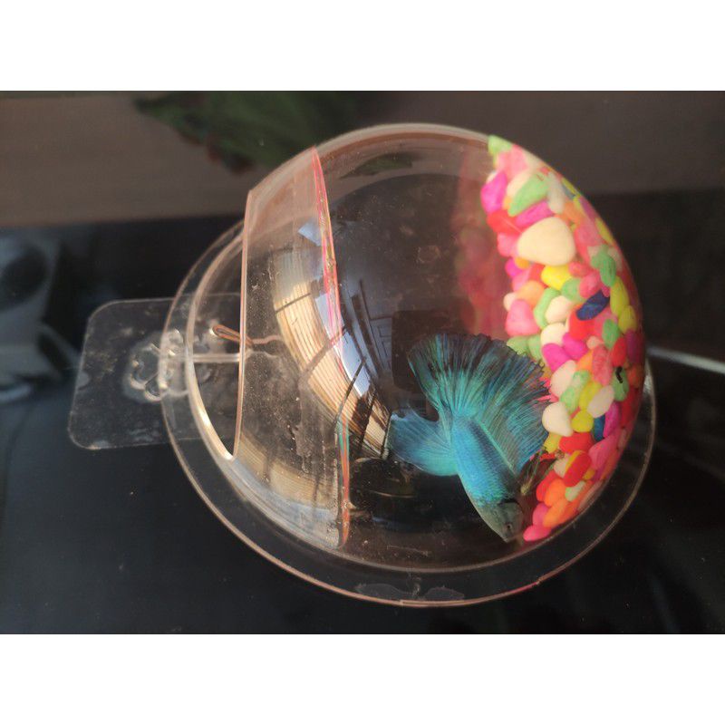 AQUARIUM DINDING