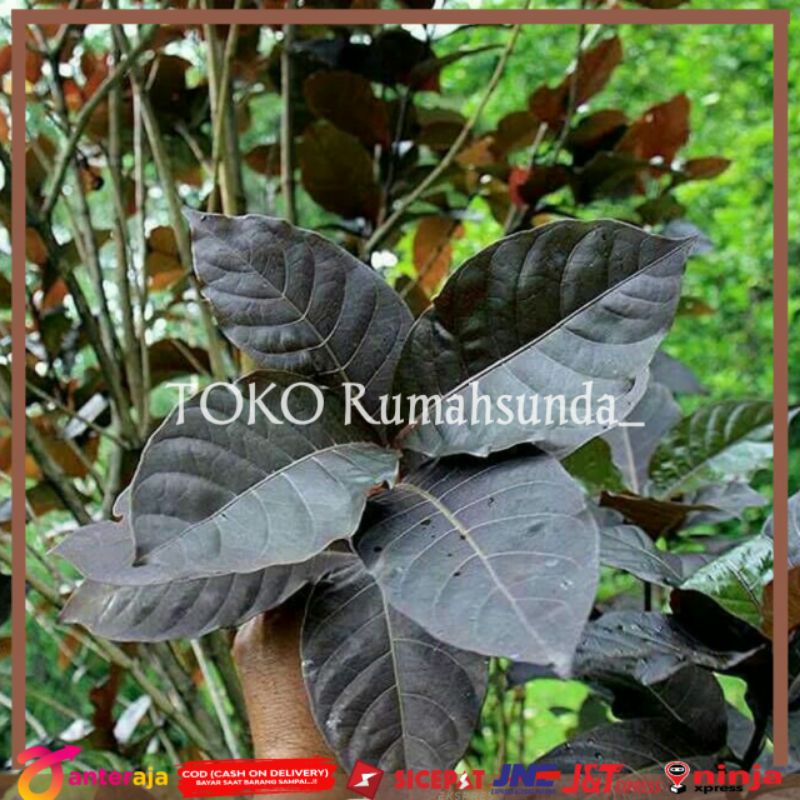 

Daun handeulem Daun ungu obat wasir dan ambeyen ( 500gram )