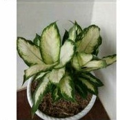 bunga aglonema diven