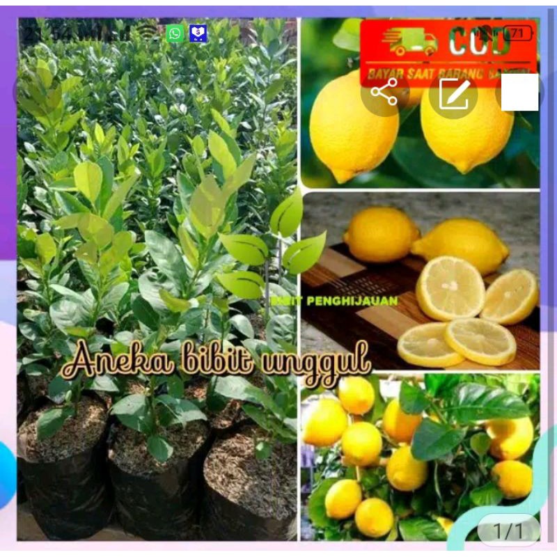 jeruk lemon tea