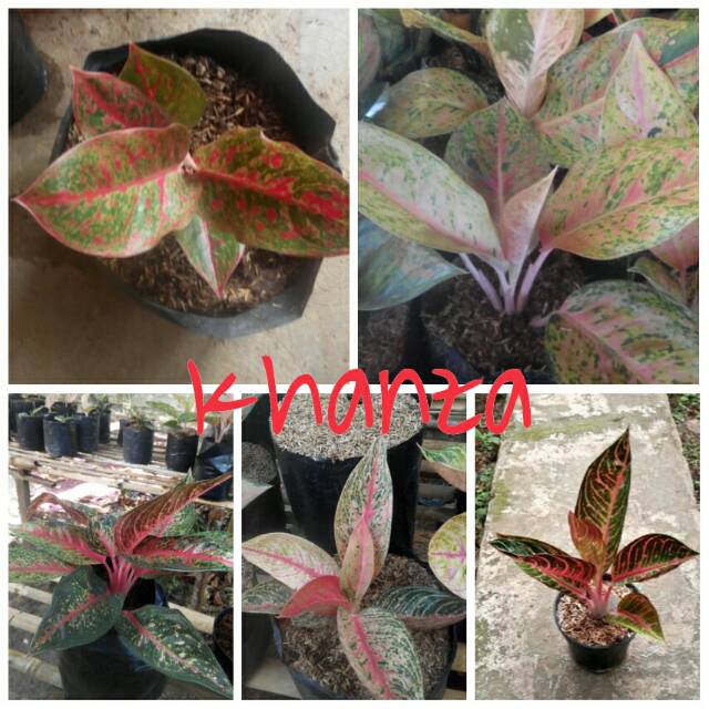 Bibit bunga aglonema 5 batang (red Stardust,hot lady, legacy,red Sumatra, lulaiwan)