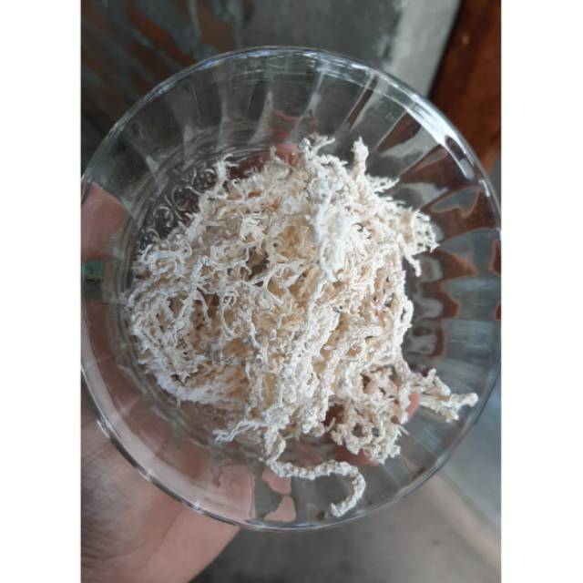 

Rumput laut 1kg