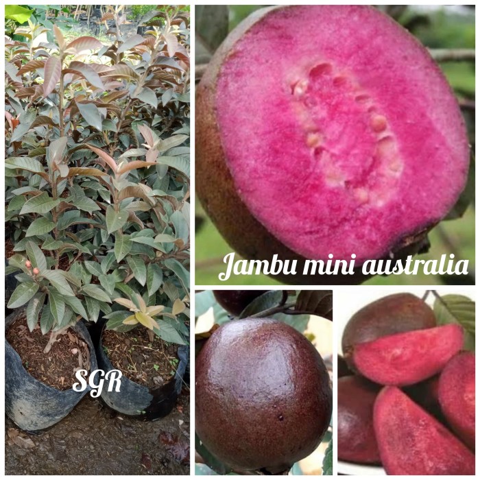 Bibit jambu biji (Australia Mini) wrn Ungu bagus buat bahan Bonsai'